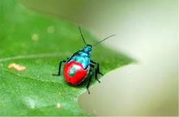 predatory stink bug nymph