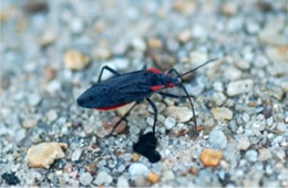 red shouldered bug