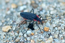 red shouldered bug
