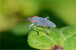 red shouldered bug