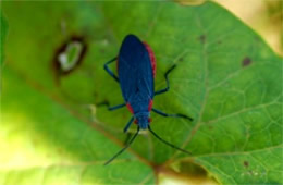 red shouldered bug