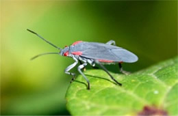 red shouldered bug