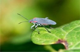 red shouldered bug