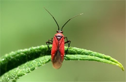 Lopidea - Scarlet Plant Bug