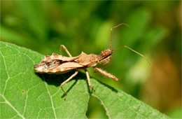 Sinea diadema - Spined Assassin Bug