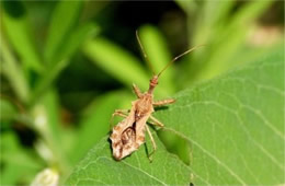 Sinea diadema - Spined Assassin Bug