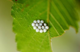 stink bug eggs