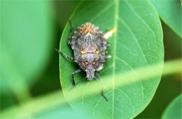 stink bug