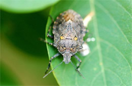 stink bug