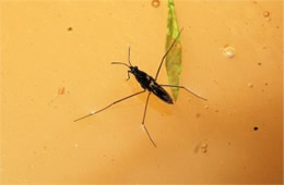 Gerridae - Water Strider