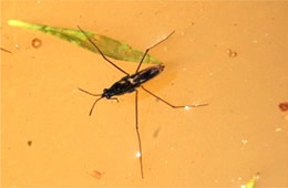 Gerridae - Water Strider