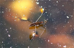 Gerris - Water Strider