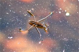 Gerris - Water Strider