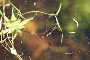 Gerris - Water Strider