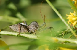 wheel bug