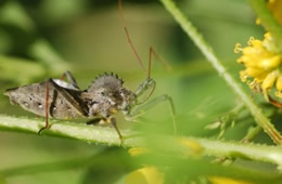 wheel bug