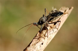 wheel bug