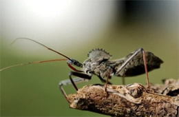 wheel bug