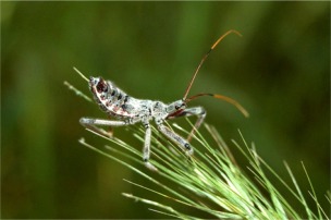 Arilus cristatus - Wheel Bug Nymph