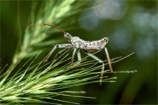 Arilus cristatus - Wheel Bug Nymph