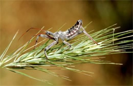 Arilus cristatus - Wheel Bug Nymph