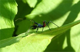 Arilus cristatus - Wheel Bug Nymph with Prey