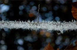 Eriosoma lanigerum - Woolly Aphid