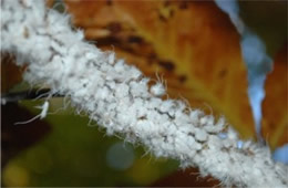 Eriosoma lanigerum - Woolly Aphid