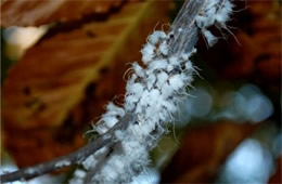 Eriosoma lanigerum - Woolly Aphid