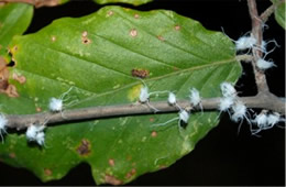 Eriosoma lanigerum - Woolly Aphid