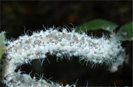 Eriosoma lanigerum - Woolly Aphid