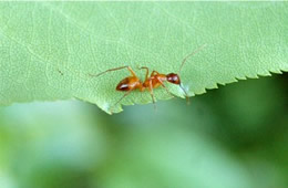 ant on leaf