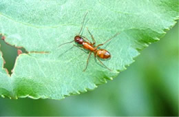 ant on leaf