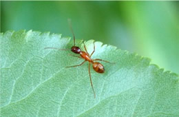 ant on leaf