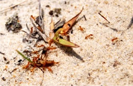 ants carry injured deer fly into their hole - frame 1