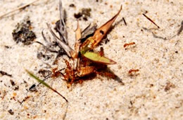 ants carry injured deer fly into their hole - frame 4