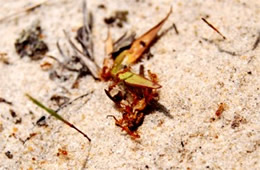 ants carry injured deer fly into their hole - frame 5