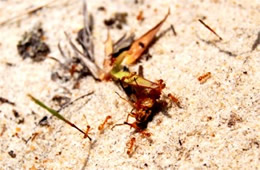 ants carry injured deer fly into their hole - frame 6