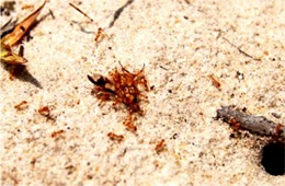 ants carry injured deer fly into their hole - frame 9