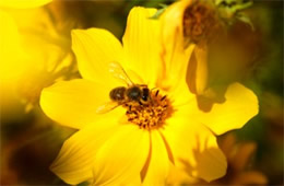 bee