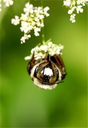 bee on flower