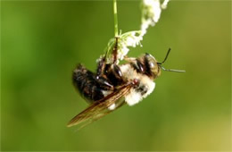 bee on flower