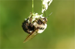 bee on flower