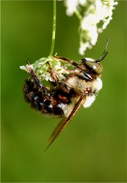 bee on flower