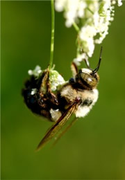 bee on flower