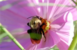 bee on a flower