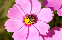 bee on flower