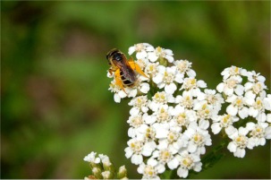 bee on flower