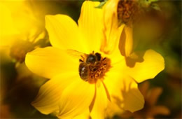 bee