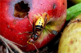 Vespa crabro - European Hornet